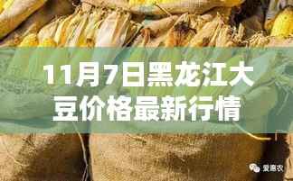 黑龙江大豆价格最新行情报告(11月7日版),深度分析与解读
