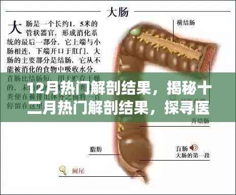 十二月热门解剖结果揭秘,医学奥秘探寻之旅的三大要点