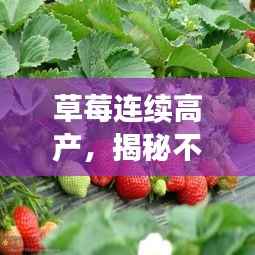 草莓连续高产,揭秘不断结果的秘密!