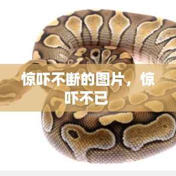 惊吓不断的图片,惊吓不已