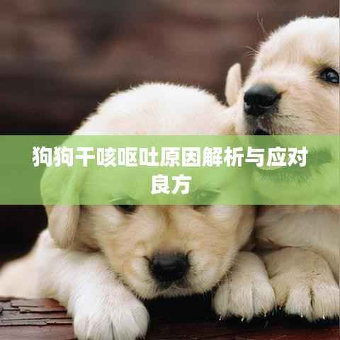 狗狗干咳呕吐原因解析与应对良方