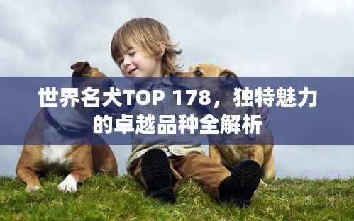 世界名犬TOP 178，独特魅力的卓越品种全解析