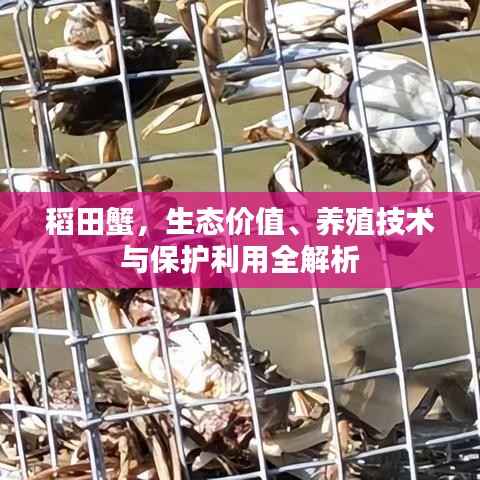 稻田蟹,生态价值、养殖技术与保护利用全解析