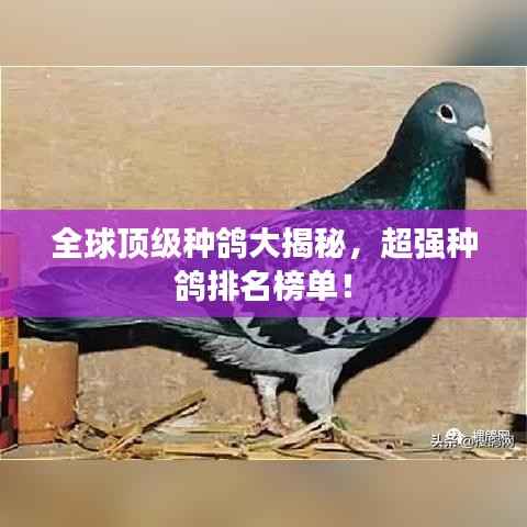 全球顶级种鸽大揭秘，超强种鸽排名榜单！