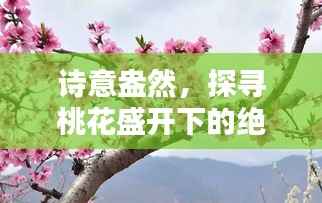 诗意盎然,探寻桃花盛开下的绝美诗句